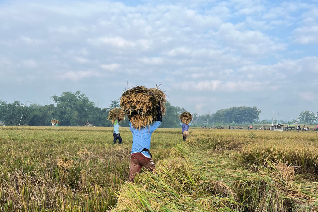 Exploring rice fields as part of Ashley and Domenik's residency in Yogyakarta, Indonesia © ashleyho+domeniknaue