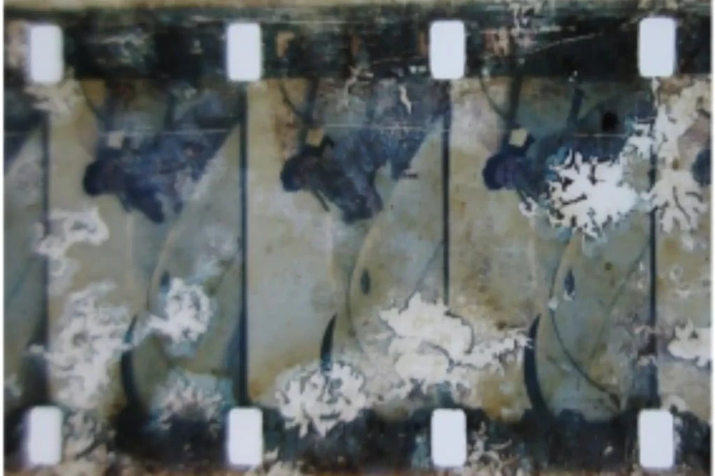 Example of decomposed positive 16mm print when scanned at L’Immagine Ritrovata laboratory in Italy © Asian Film Archive